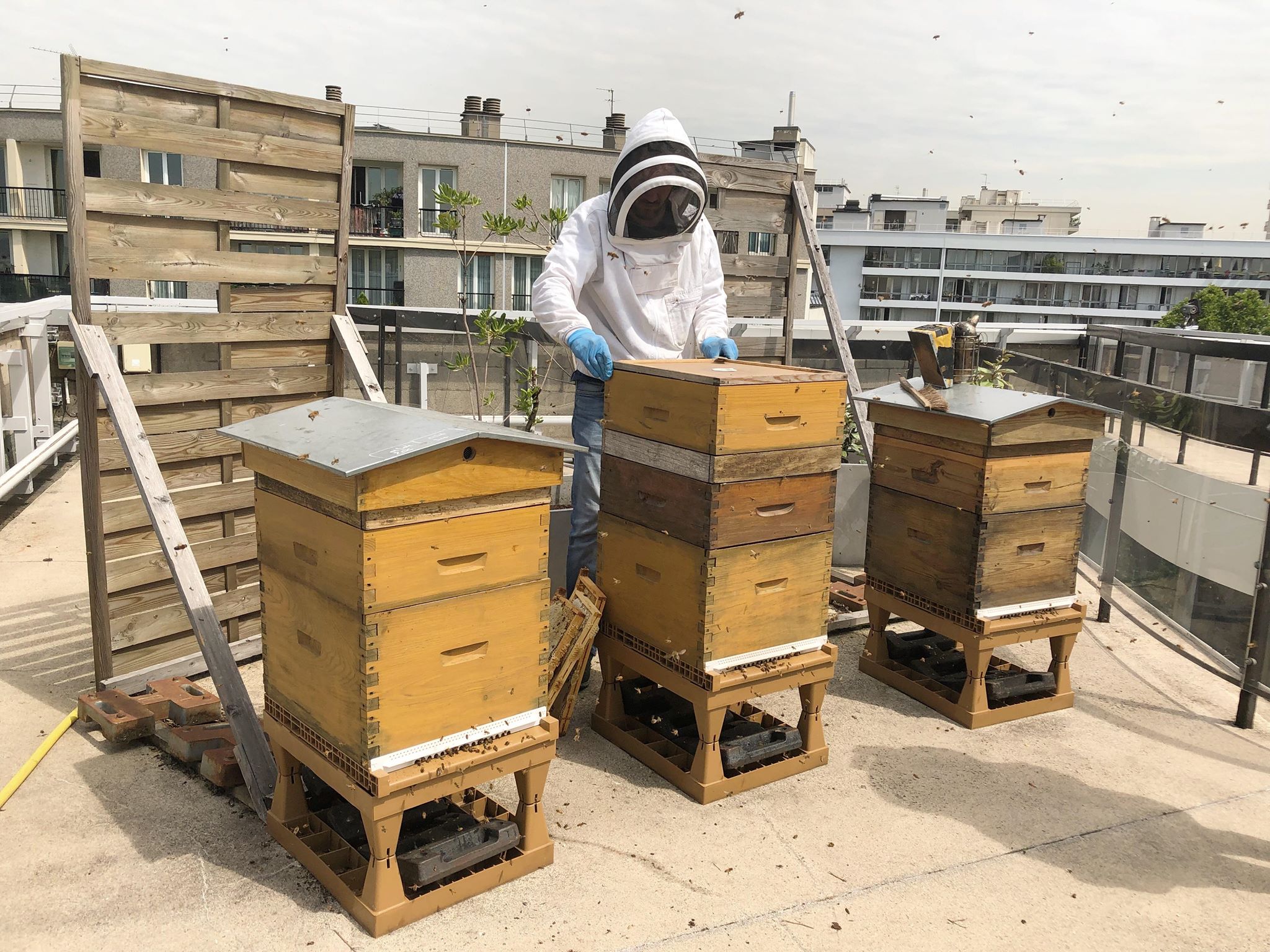 Les ruches sur le toit